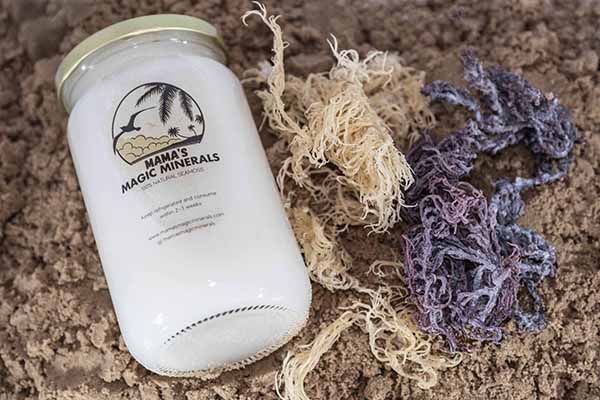 Gold Sea Moss x Bladderwrack 300g
